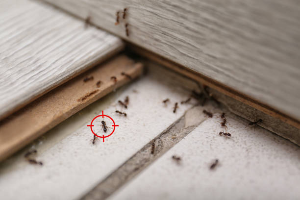 Best Commercial Pest Control Services  in Plentywood, MT