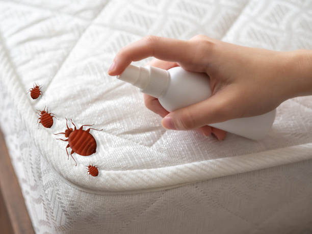 Best Flea Control Services  in Plentywood, MT