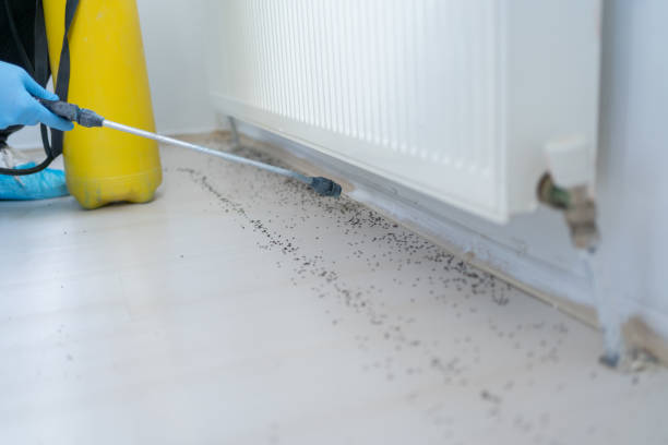 Best Flea Control Services  in Plentywood, MT
